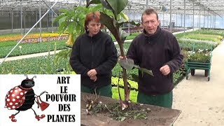 chaine de jardin canna Comment arroser et faire lHivernage plante annuelle [upl. by Nelleus]