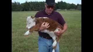 Miniature Hereford calf 3 days old [upl. by Ophelia449]