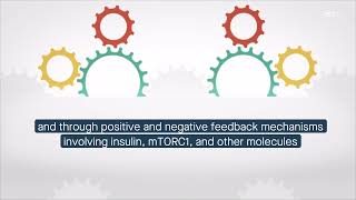 mTORC2 A multifaceted regulator of intracellular degradation and recycling [upl. by Alemaj579]
