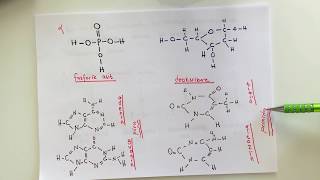 FİZYOLOJİ4KONUProtein Sentezi [upl. by Hayyikaz]