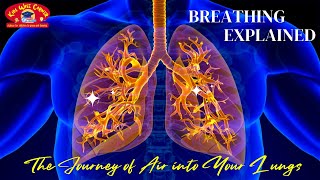 Journey of Air Into Your Lungs [upl. by Anilosi]