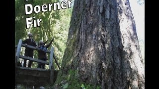 The Doerner Fir  Worlds Tallest Douglas Fir [upl. by Onairotciv]