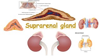 histology of adrenal cortex [upl. by Garrity]