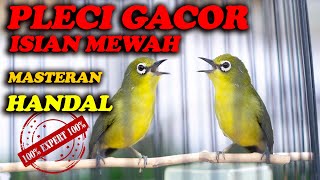 PLECI GACOR NEMBAK ISIAN MEWAH  MASTERAN TERBAIK [upl. by Dirgni]