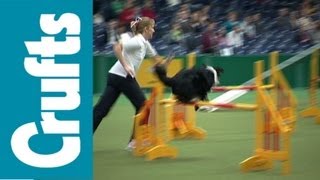 Crufts Agility Funny Clips [upl. by Schroeder]