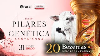 Leilão Pilares da Genética SantAnna  20 Bezerras Nelore de Elite [upl. by Ellita812]