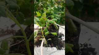 Growing Cherry Tomato Seedlings [upl. by Kalasky]