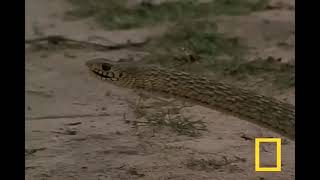 Cobra VS Mongoose  Watch Now [upl. by Rourke]