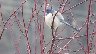 2023 Scrub Jay Tukwila Wa 6459159 [upl. by Tada205]