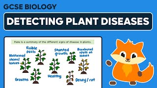 Detecting Plant Diseases  GCSE Biology [upl. by Schifra505]