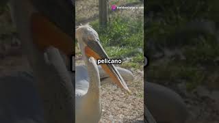 3 Curiosidades Incríveis sobre o Pelicano animals mundoanimal [upl. by Vorster]