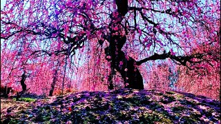 🌺 Suzuka Plum Blossom Forest is OLDER THAN THE USA 🌸 Mie Japan [upl. by Cher]