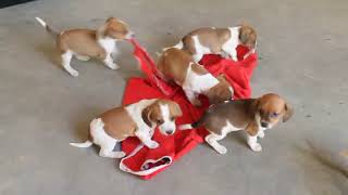 Beagle Mix Puppies For Sale [upl. by Audrit]