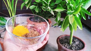 How to Keep Ants Away from Plants Naturally [upl. by Iphigeniah]