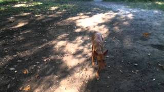 podenco canario dog recall and sit training [upl. by Ynaittirb]