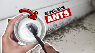 The Ant Solution Youll Wish You Knew Sooner – Remedy to Get Rid of Ants in Your Kitchen [upl. by Lorilee186]