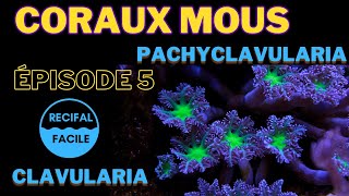 Les Coraux Mous  Episode 5  CLAVULARIA [upl. by Lyon177]