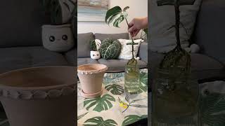 Propagation to repotting 🪴propagation monstera repotting shortsfeed youtube shorts plants [upl. by Erma]