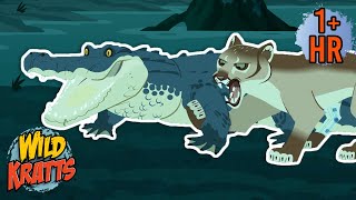 A Florida Panther Battles an Alligator  New Compilation  Wild Kratts [upl. by Aivital]