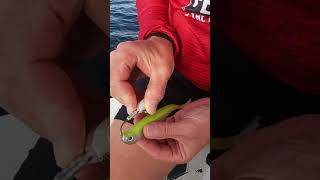 QUICK DROP SHOT RIGGING HACKS YOU NEED TO TRY fishinglife fishing fishingtricks [upl. by Lielos]