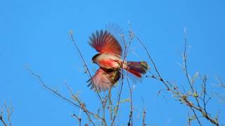 What the heck is a Pyrrhuloxia and what does it sound like 03062020 [upl. by Inig]