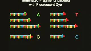 PCR Animation [upl. by Aggappera]