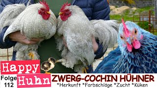 E138 Verenas Alltag mit 30 Hühnern  HAPPY HUHN  von Zwerghuhn bis Legewachtel  Hühnerhaltung [upl. by Ateekal]