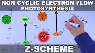 Non Cyclic and Cyclic Electron Flow  Z Scheme [upl. by Lajib]