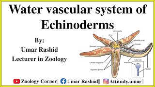 Water Vascular System of Echinoderms Urdu [upl. by Alodie]