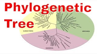 Phylogenetic tree Animation [upl. by Gnet153]