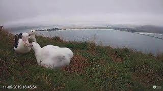 Royal AlbatrossMom is feeding her girl Dad is preening mom1645 20190511 [upl. by Halli]