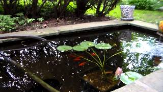 fantail Goldfish feeding in pond [upl. by Ferdinand72]