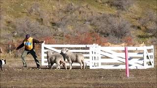 New Zealand Dog Trials Omarama 2016 Event II Merv Utting and Prince [upl. by Emersen]