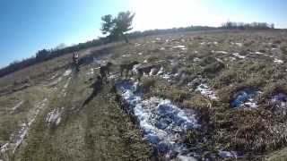 Bonas Kennels  Pheasant hunting at Lone Oak Shooting Preserve [upl. by Castro89]