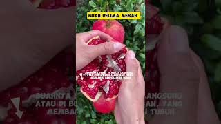 Buah delima merah menyala bibitbuah [upl. by Aihcropal601]