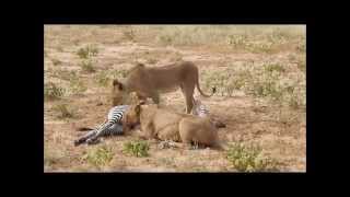 Unpredictable fight between lions and zebras  Saruni Samburu [upl. by Jarl]