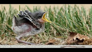 A Young Mockingbird Learns to Fly Documentary [upl. by Katzir40]