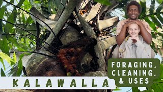 KALAWALLA in Florida  foraging cleaning benefits amp uses [upl. by Ellecrag305]