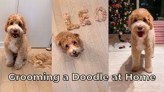 5 Steps on How to Groom a Labradoodle at Home  래브라두들 강아지 셀프 미용 Shorts [upl. by Einor]