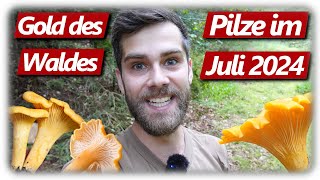 Pilze ohne Ende  Die Beste Pfifferling Saison  mit Rezept [upl. by Iahcedrom]