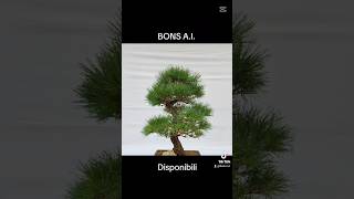 🚀🚀🚀 Promo spedizione gratuita in tutta Italia bonsai [upl. by Tterag]