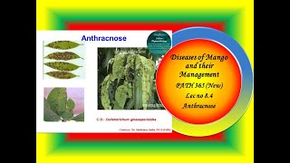 30 PATH 365 New Lec no 84 Mango Anthracnose [upl. by Merill617]