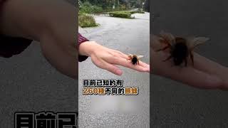 【精選】超Q熊蜂！全身毛茸茸 宛如寶可夢的可愛物種｜動物｜昆蟲｜蜜蜂｜可愛｜外型 [upl. by Ammon291]