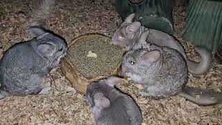 A herd of chinchillas [upl. by Nohsal]