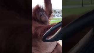 This video will change your life 🦧🦧 Orangutan Driving Golf Cart [upl. by Carisa569]