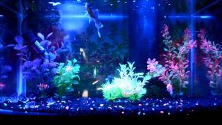 GLOFISH FEEDING FRENZY Glow Fish [upl. by Alcine]