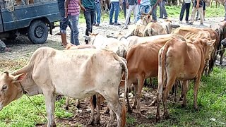 cattle market [upl. by Otrebireh220]