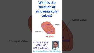 What is the function of atrioventricular valves [upl. by Cher]