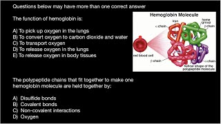 Hemoglobin Structure and Function  2 [upl. by Redliw]