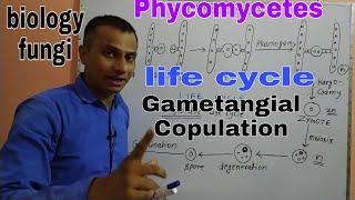 Phycomycetes Its life cycle Gametangial copulation [upl. by Phare]